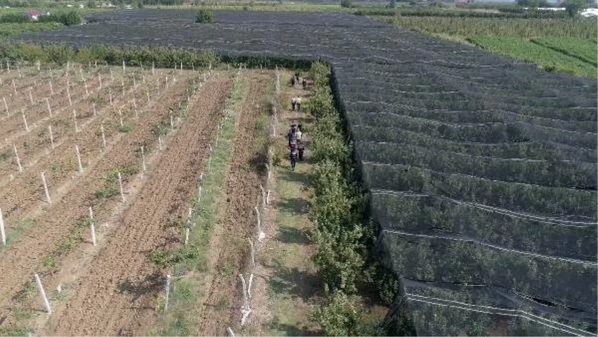 Yasa dışı kenevir üretip, ticaretini yapan kişi gözaltına alındı