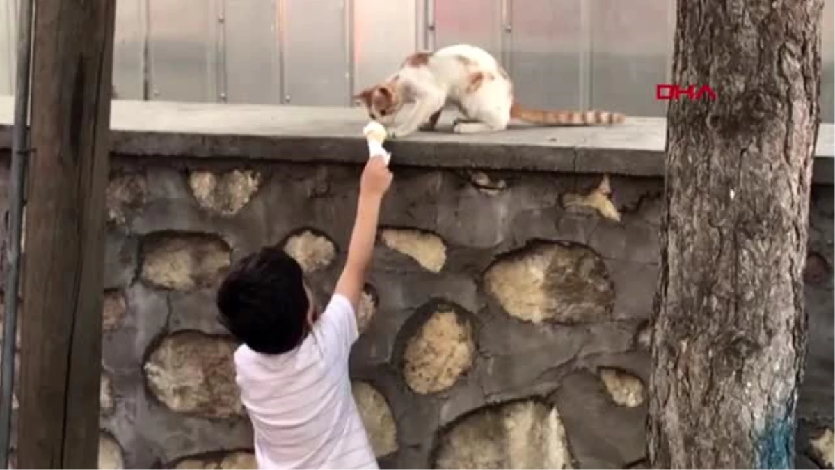 ADIYAMAN Çınar, kediye dondurmasından yedirdi