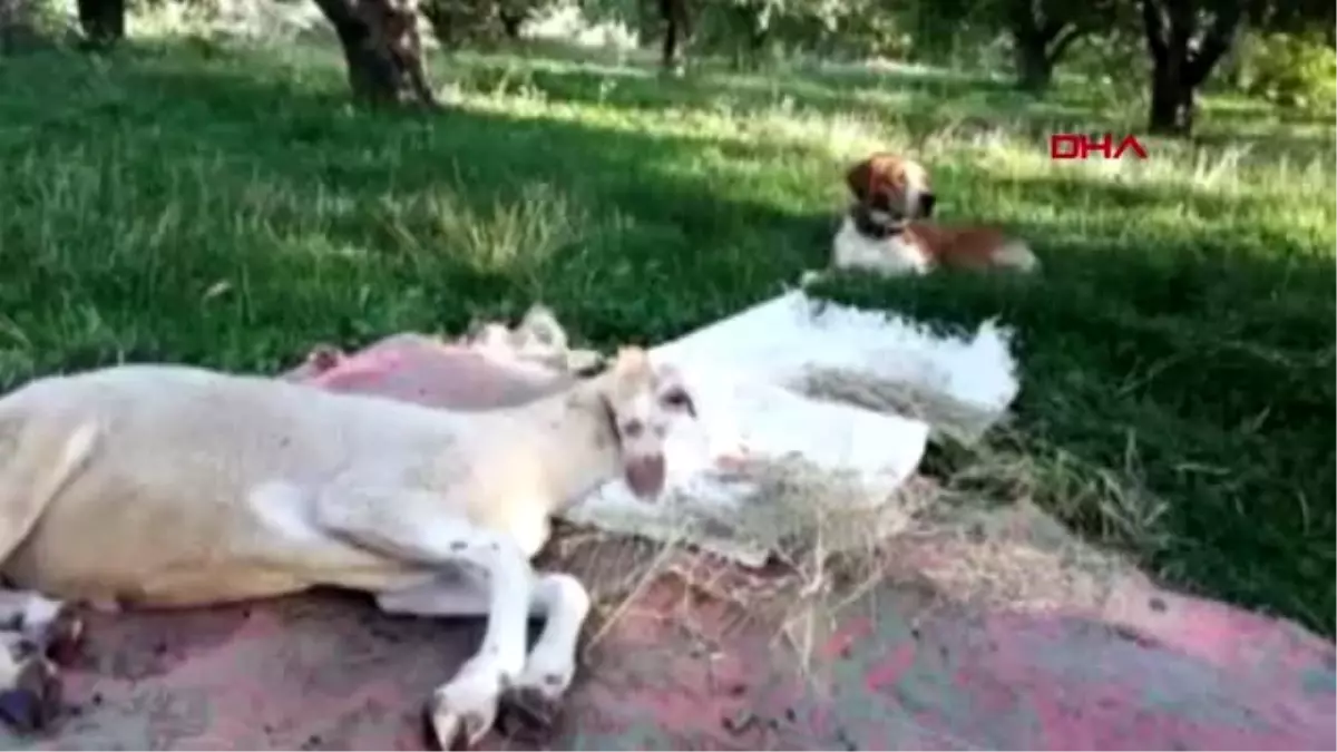 ANTALYA Köpekle kuzunun dostluğu