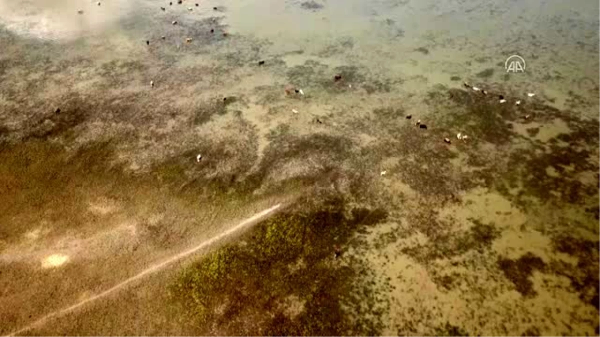 Son Dakika | Büyükbaş hayvanlar Kazan Gölü\'ndeki taze otlarla besleniyor