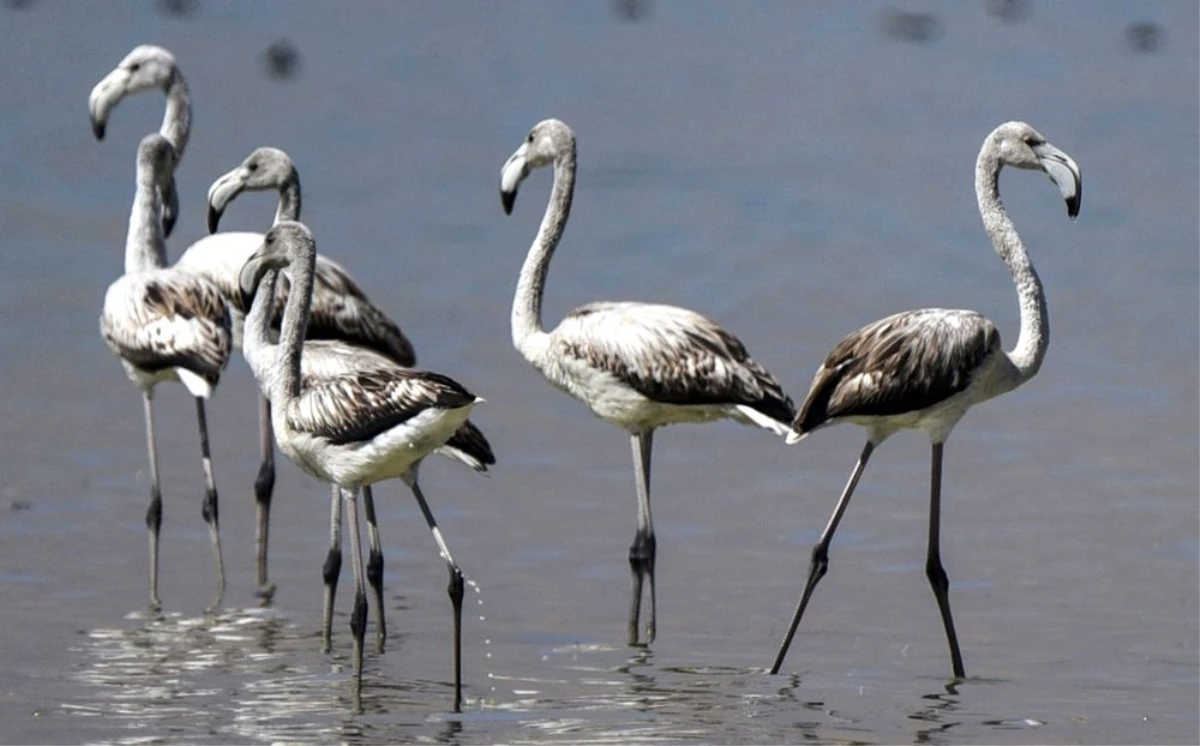Son Dakika: Flamingolar Arin Gölü\'nü renklendiriyor