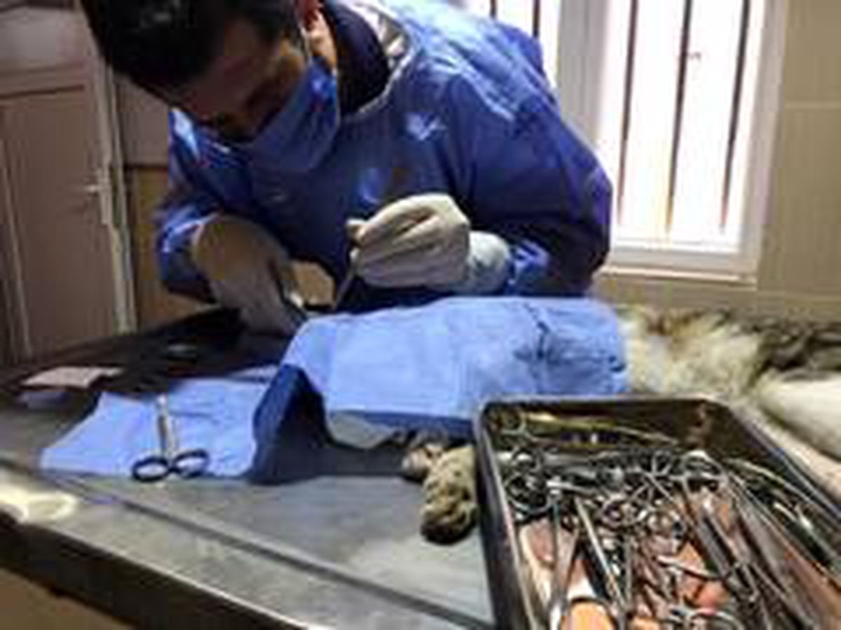 Göz rahatsızlığı yaşayan kedi tedavi edildi