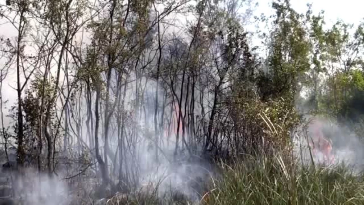 Kızılırmak Deltası Kuş Cenneti\'nde yangın (4)