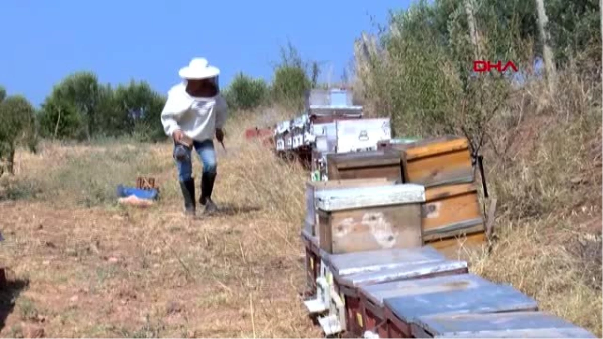MANİSA Gramını 700 liradan arı zehri ihraç ediyor