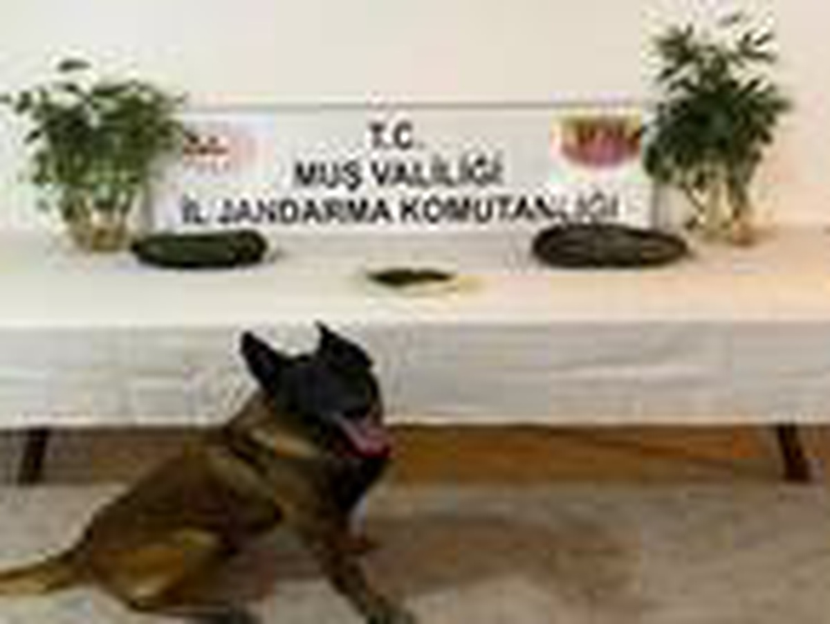 Muş merkezli uyuşturucu operasyonunda 4 tutuklama