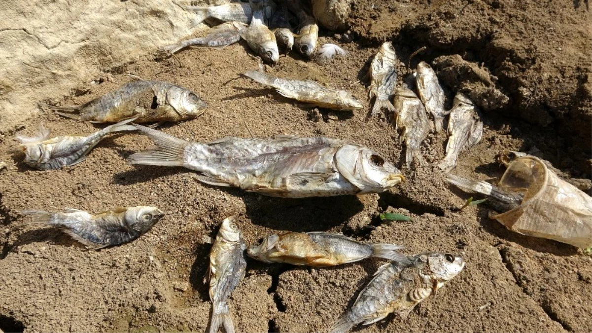 Ölü balıklar gölet kıyısına vurdu