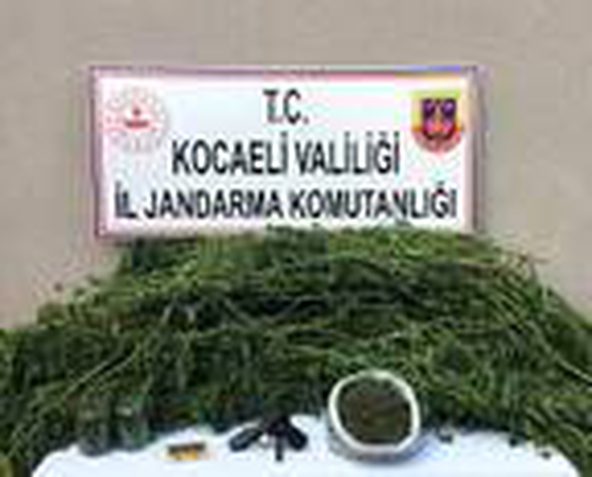 Seraya kenevir eken kişi yakalandı
