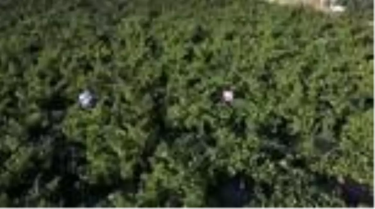 Urartular\'dan miras kalan bağcılık devlet desteğiyle yaşatılıyor