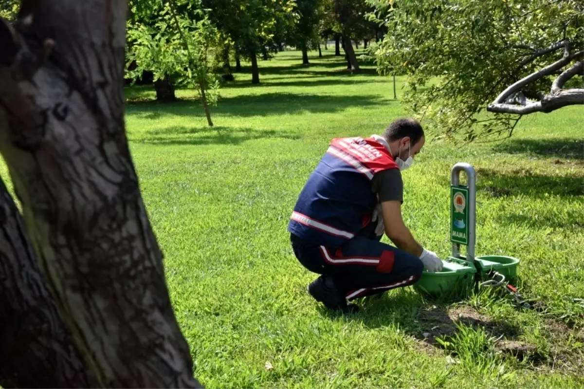 Can dostlar için mama ve su kabı