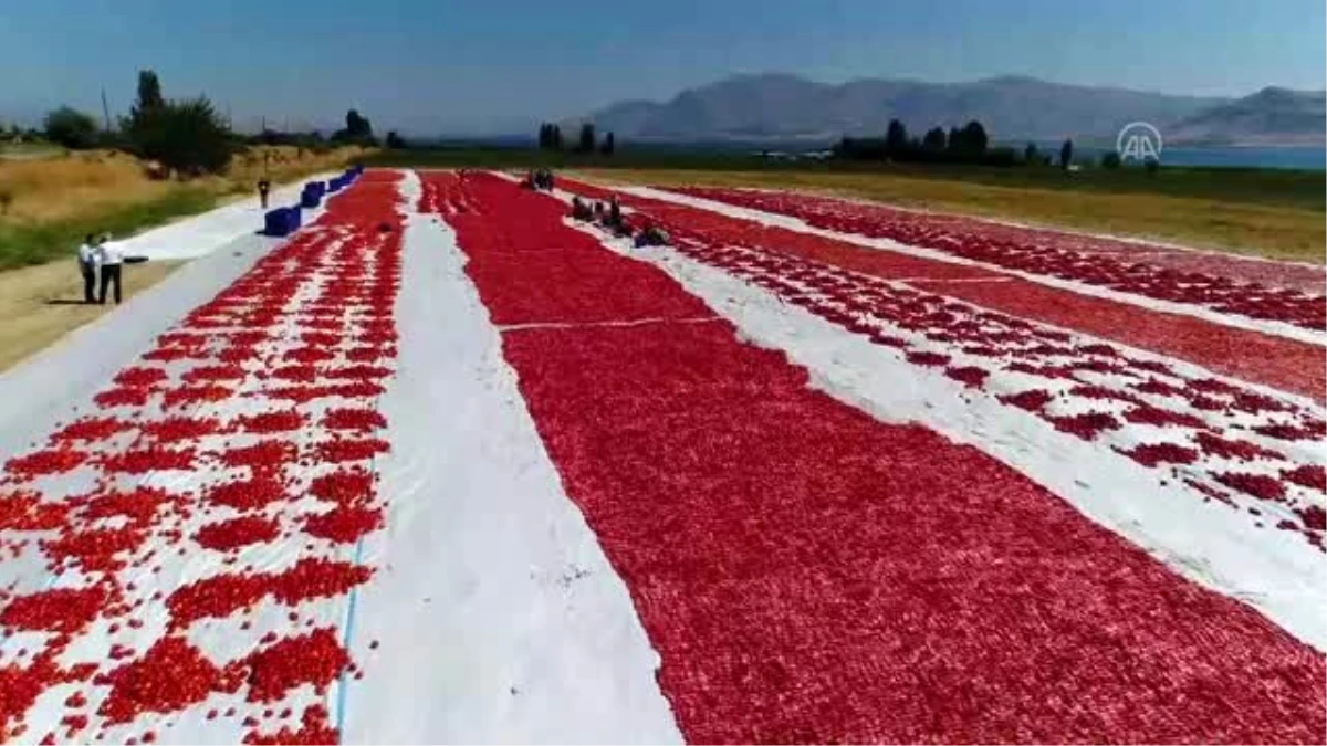 Elazığ\'dan yurt dışına 500 ton kurutmalık domates ihracatı hedefleniyor