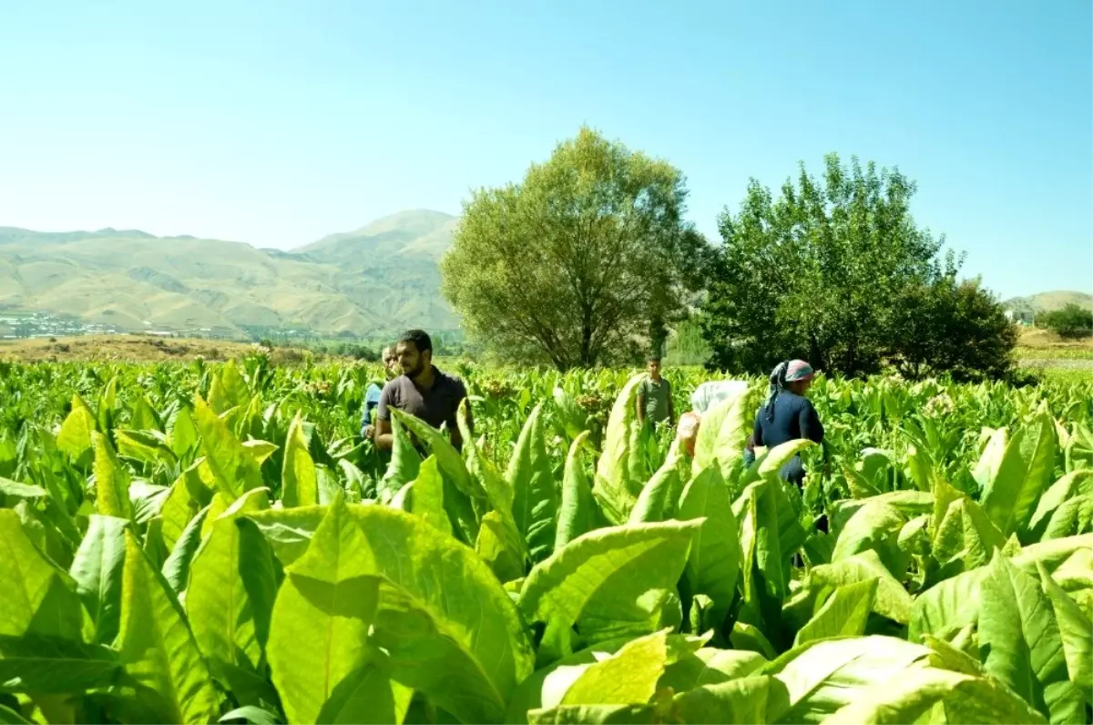 Kaymakam Uçar, tütün üreticileriyle tarlada bir araya geldi