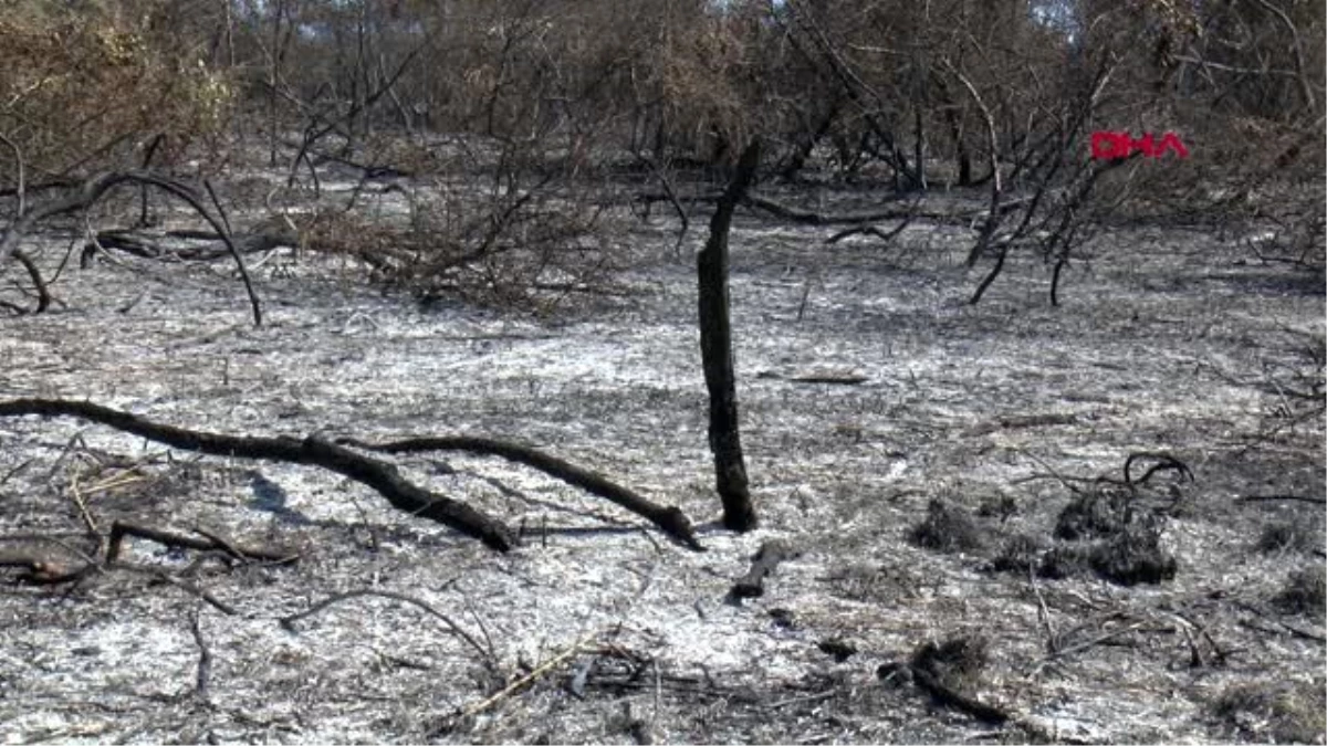 SAMSUN Kızılırmak Deltası Kuş Cenneti\'ndeki yangında 2 bin dönüm alan zarar gördü