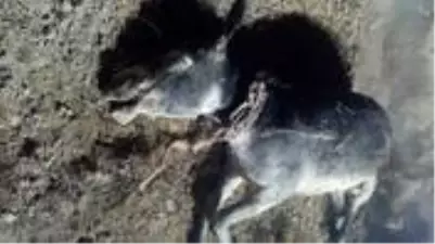 Kadına Tecavüz Eşek Kadına Tecavüz Eşek