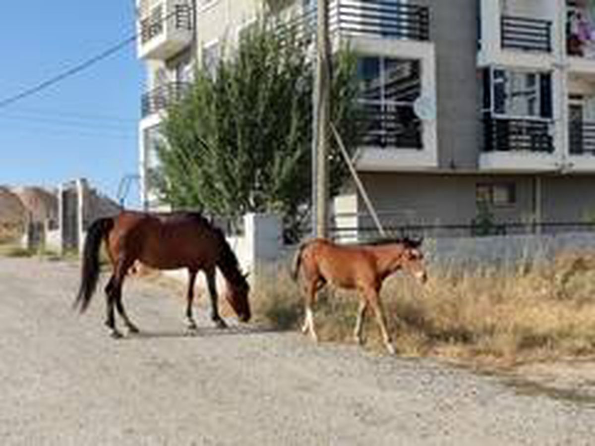 Başıboş atlara çözüm bulunamıyor
