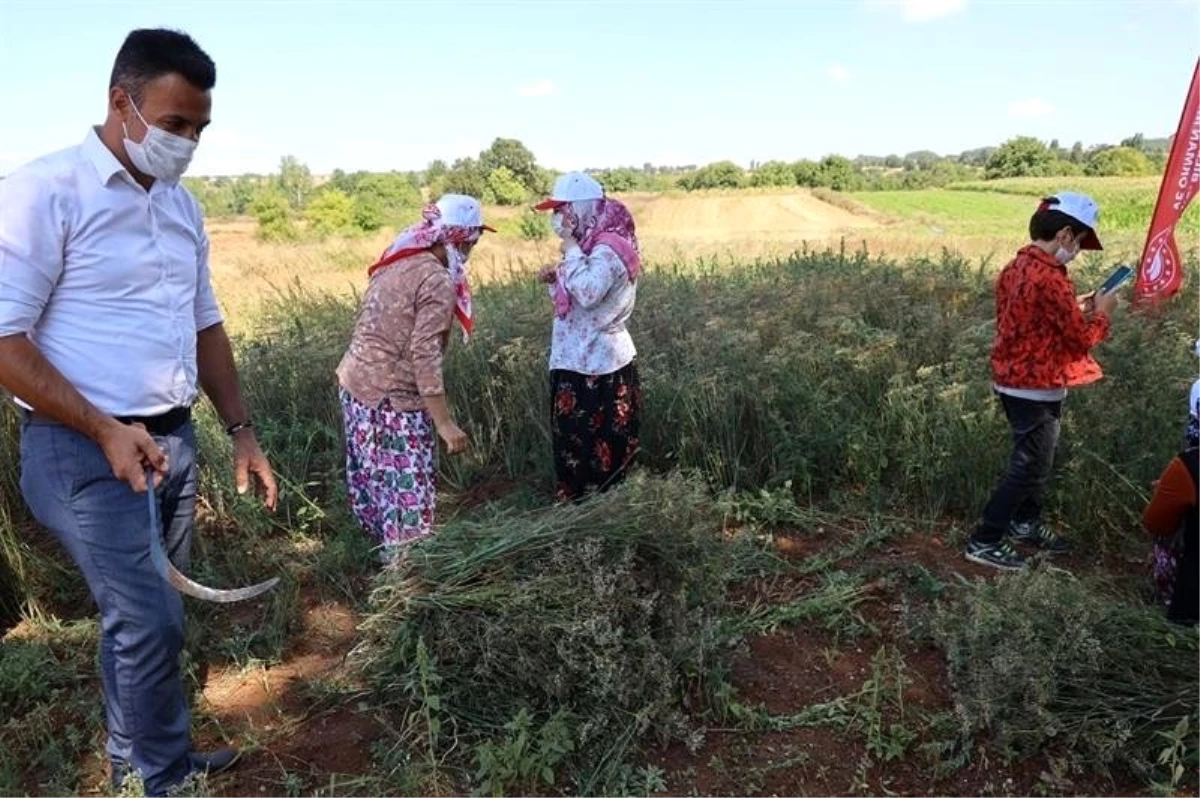 Bilecikli kadınlar rezene üretiyor