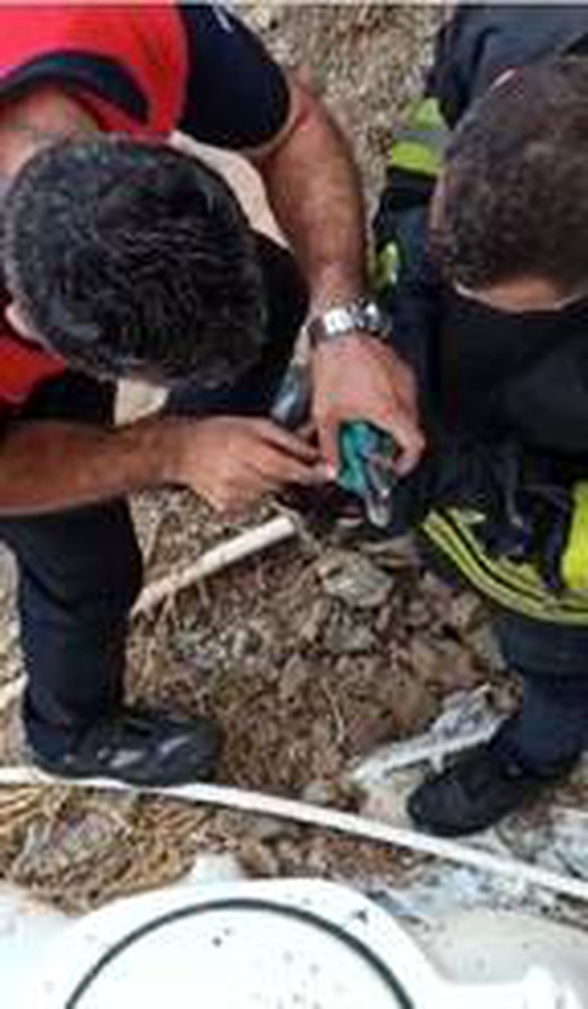 Boynuna plastik parça dolanan kediyi itfaiye kurtardı