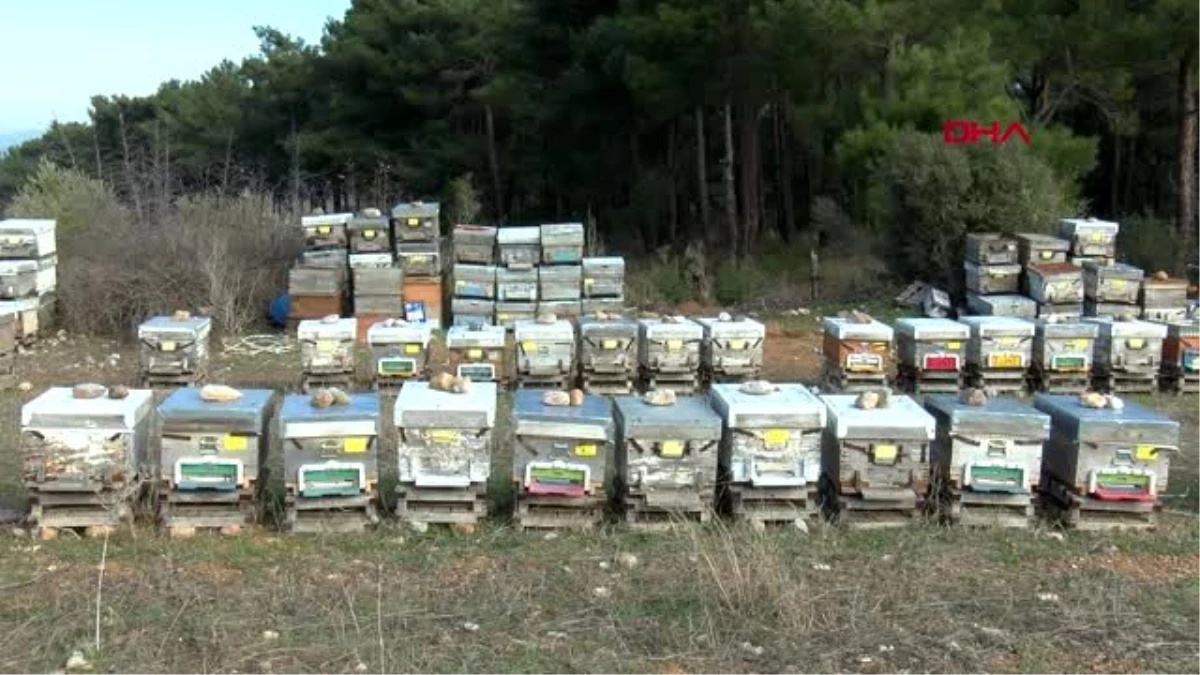 Son dakika haber! ÇANAKKALE Prof. Dr. Şener Propolis, virüslerin üremesini önler, bağışıklık sistemini güçlendirir