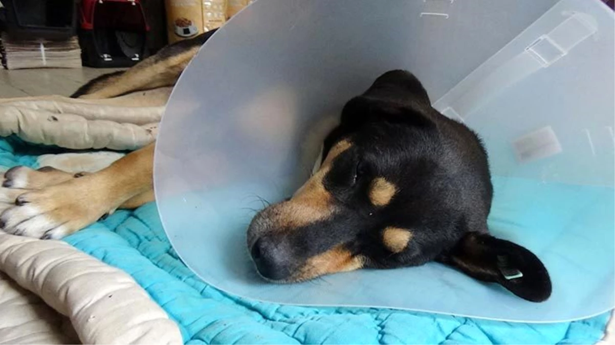 Hayvanseverleri isyan ettiren olay: Köpeğin cinsel organından el feneri çıkarıldı