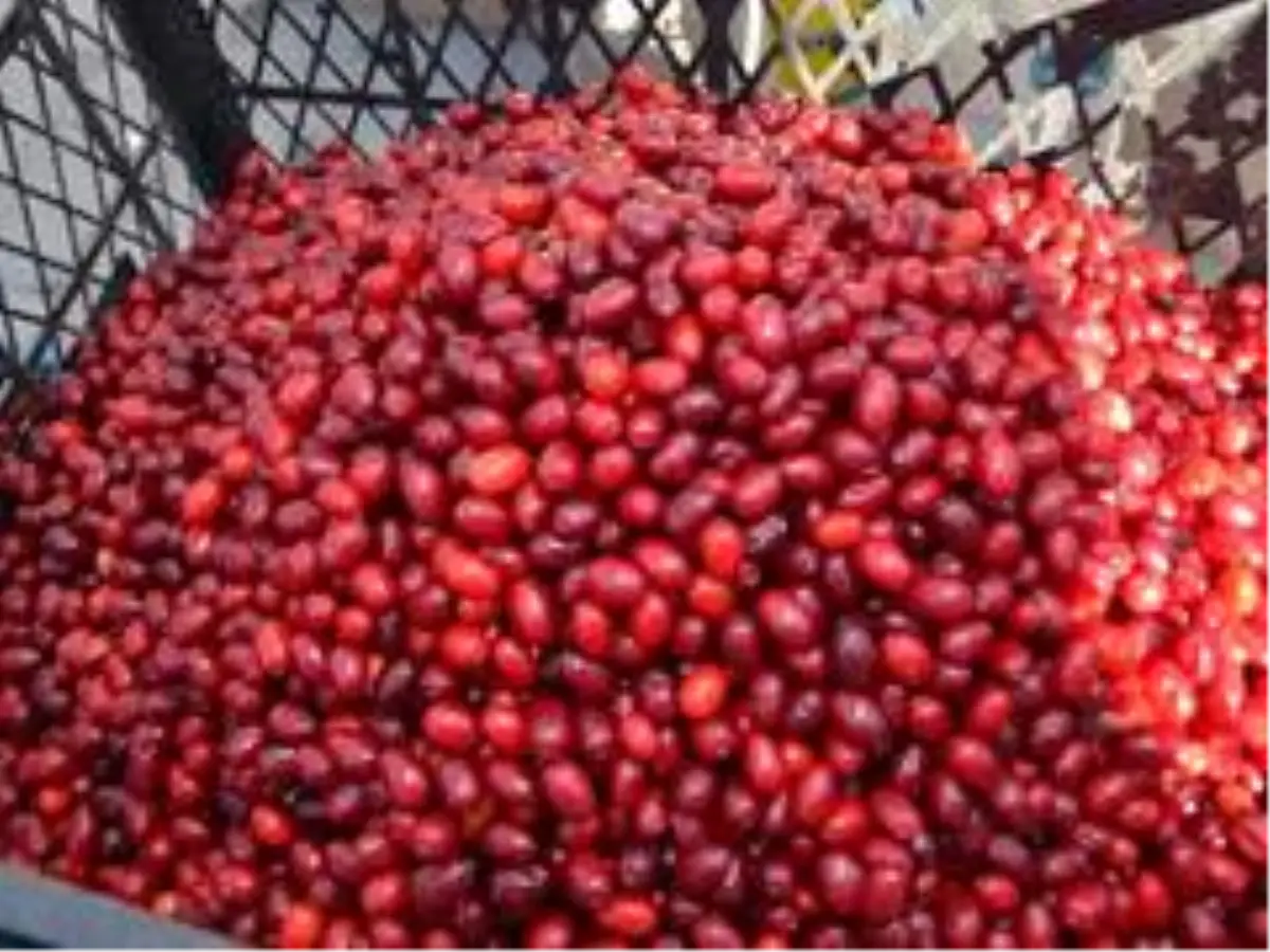 Hanönü\'nde doğada yetişen kuşburnu ile kızılcıklar köylüler için gelir kapısı oldu