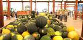 Kahramankazan'ın meşhur 'Ova Kavunu'nda rekor üretim