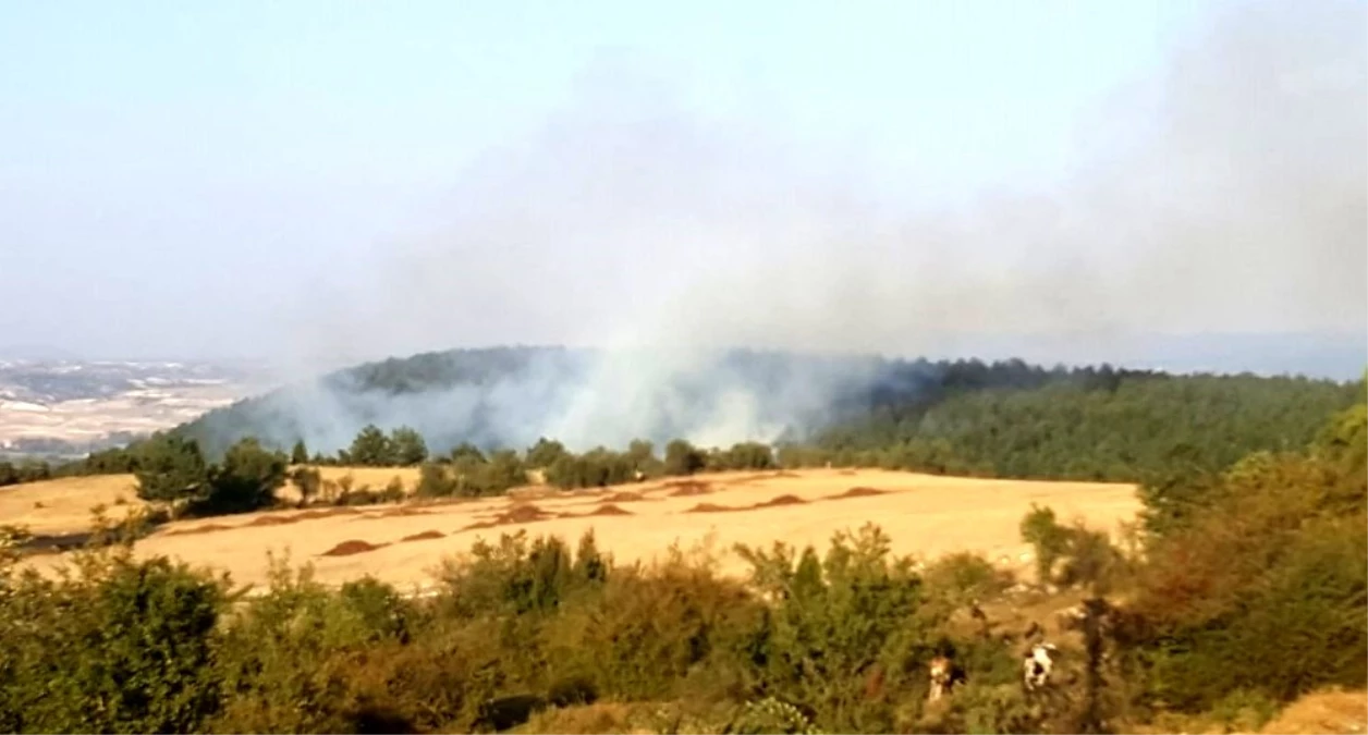 Son dakika... Kütahya\'daki orman yangınında 1 hektarlık alan yandı