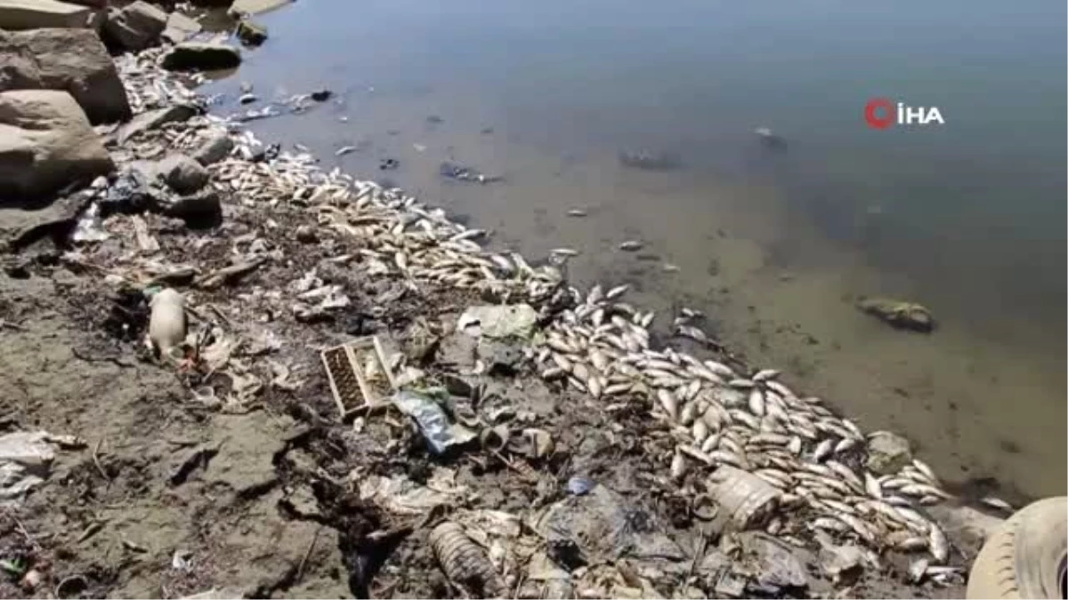 Manisa\'da sular çekildi, binlerce balık telef oldu