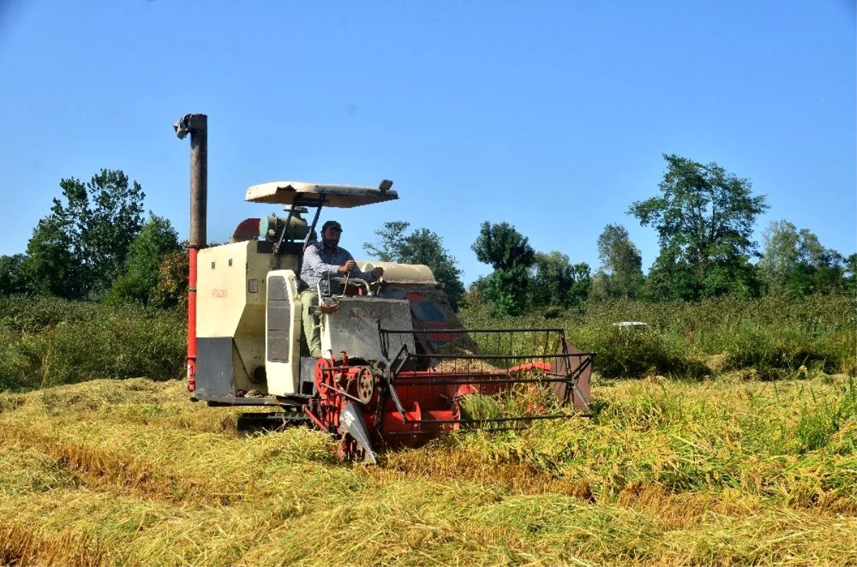 Pirinç diyarı Terme\'de çeltik hasadı başladı