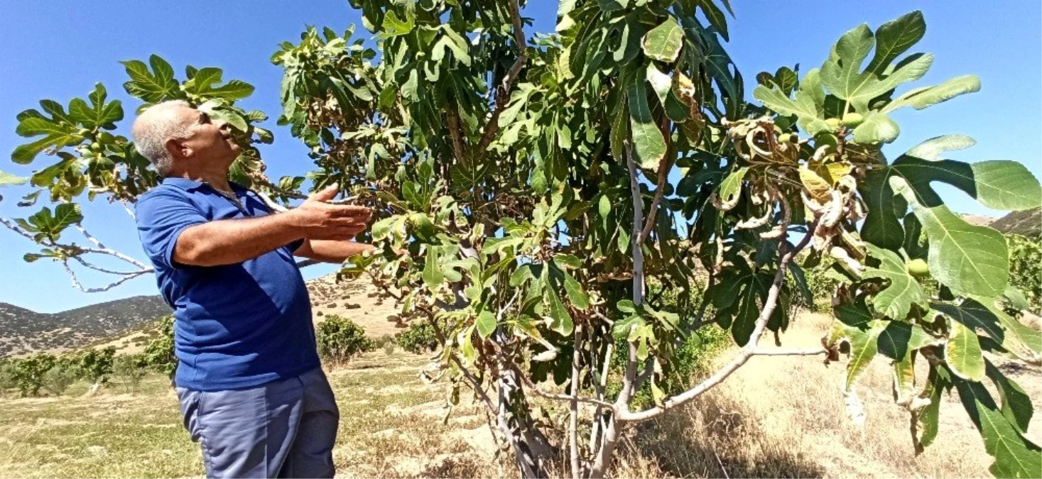 Sıcaklıklar incirin rekolte ve kalitesini etkiledi