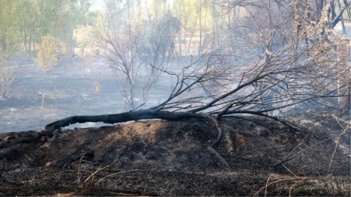 Son dakika haberi: Burdur\'daki yangında, 100\'e yakın ağaç yandı
