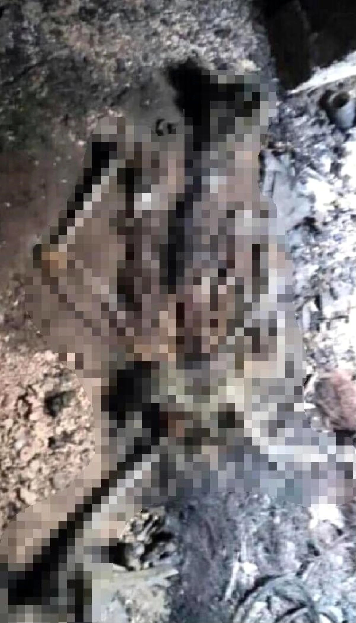 Son dakika haber | Darbeci Hafter milisleri tarafından öldürülen pasaport memurunun kemikleri bulundu
