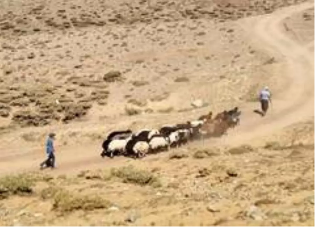 Elazığ\'da yaylacılar dönüş hazırlığına başladı