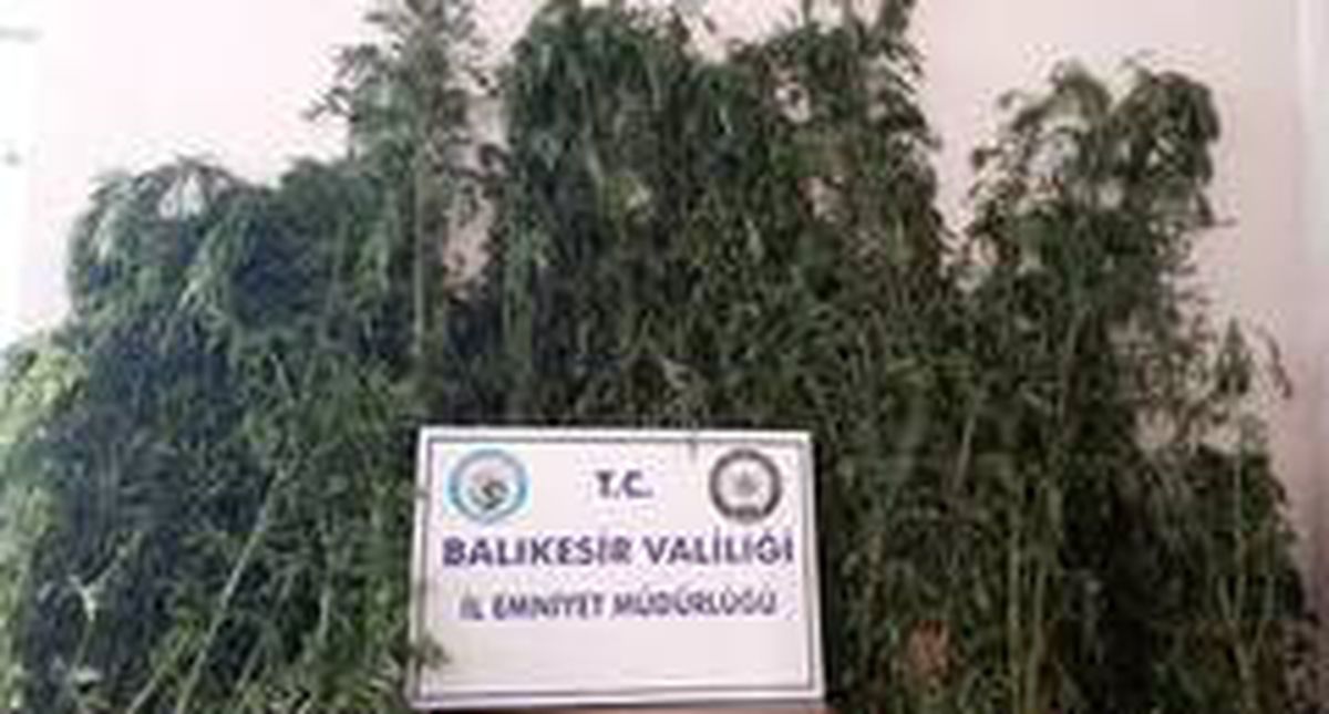 Gönen\'de polis değeri 60 bin TL olan 588 kök kenevir ele geçirdi