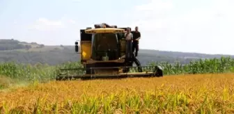 Karadeniz'in bereketli ovasında çeltik hasadı başladı