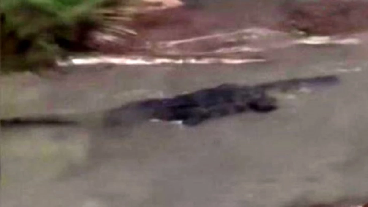 ABD\'de kasırganın vurduğu kentte dev timsahlar sokağa indi