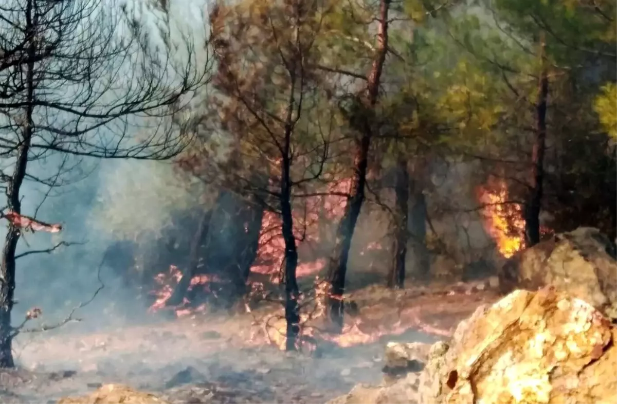 Son Dakika: Milas Ören\'de orman yangını başladı