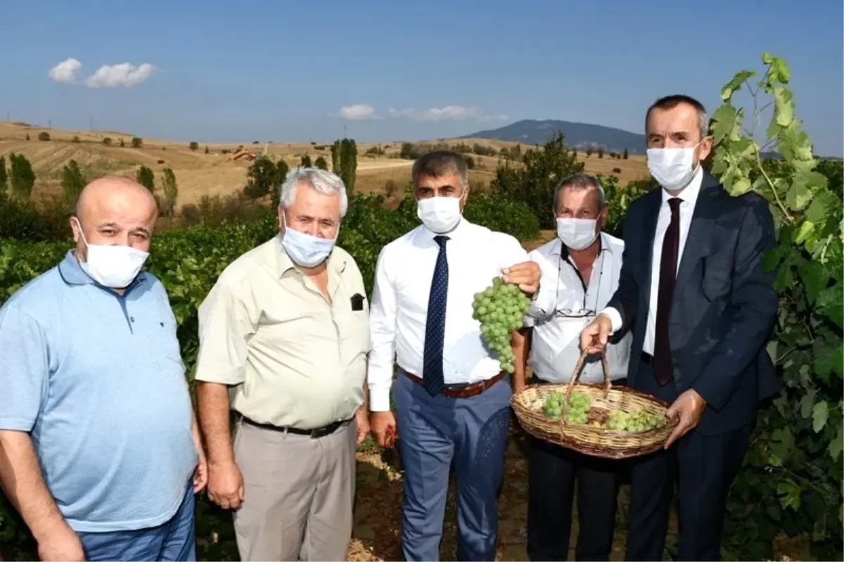 Vali Gürel bağ bozumuna katıldı