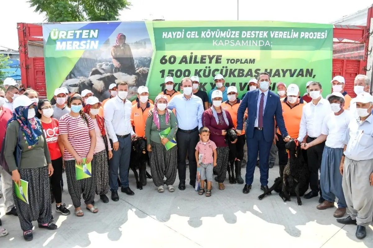 Büyükşehir Belediyesinin projesiyle 60 aileye toplam bin 500 küçükbaş hayvan verilecek