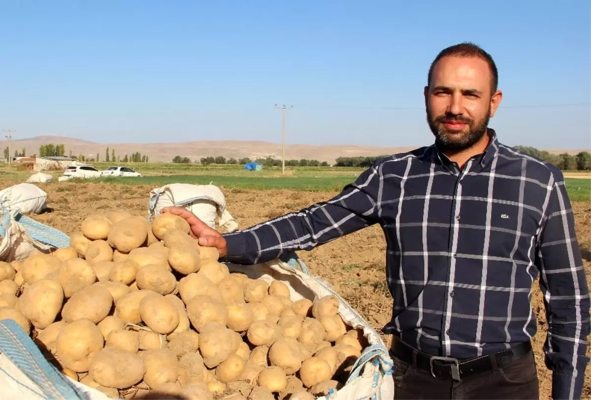 Cipslik patates satış fiyatları üreticisinin yüzünü güldürüyor