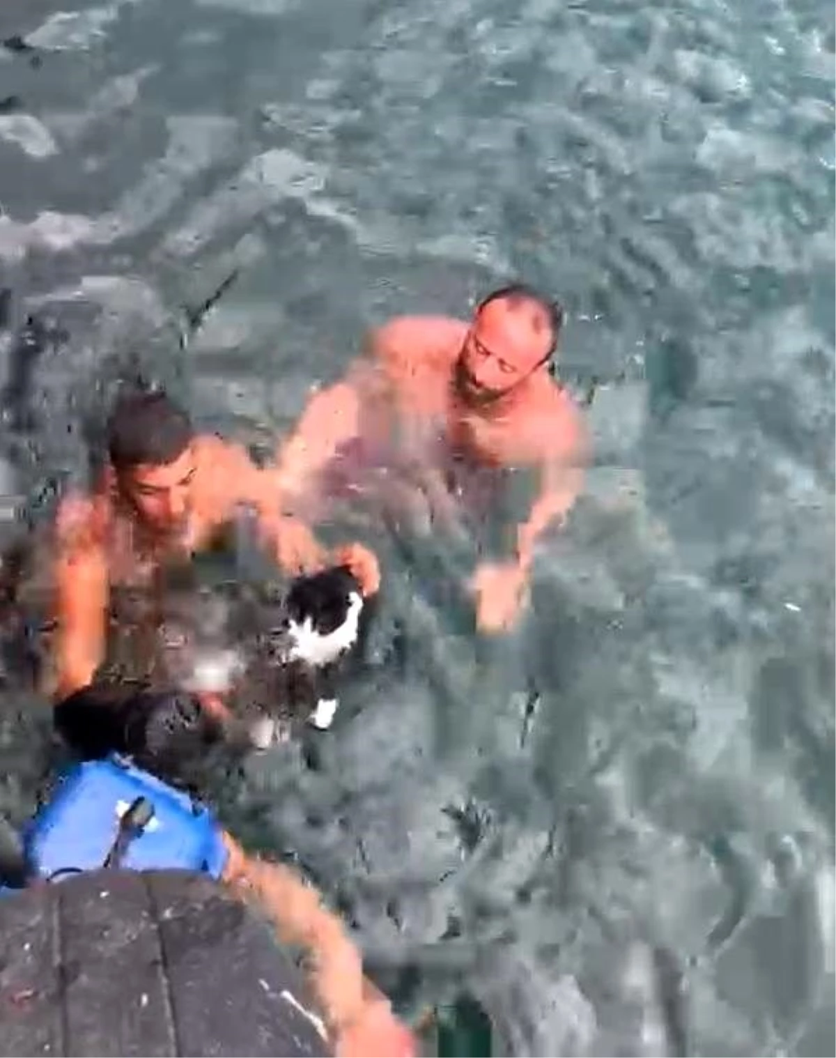 Denize düşüp mahsur kalan kedi kurtarıldı