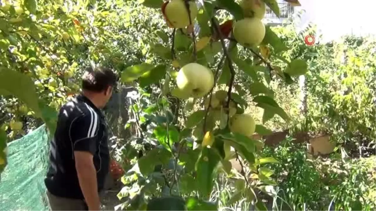 Elmadaki hastalık üreticisini şaşırttı