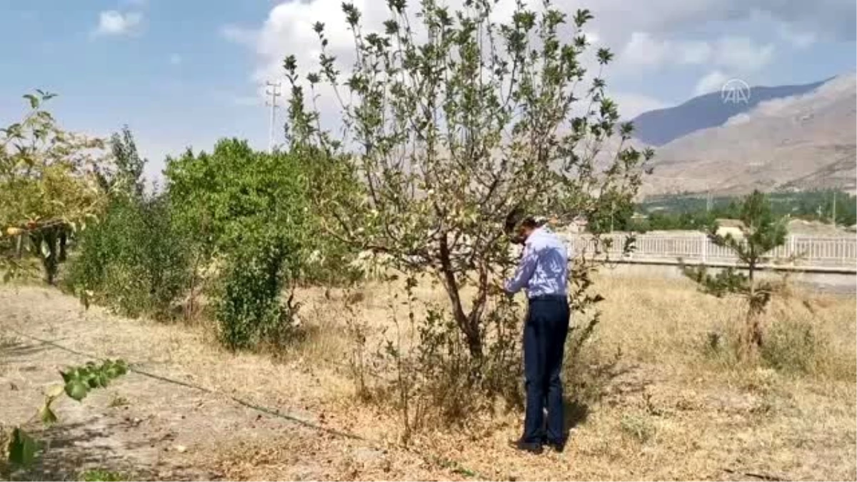 Erzincan\'da elma ağacı eylülde çiçek açtı
