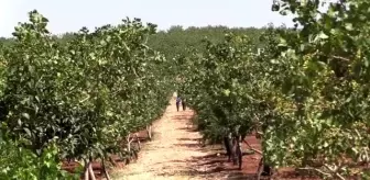 Fıstık aşılanan yabani menengiç ağaçları gelire dönüştü