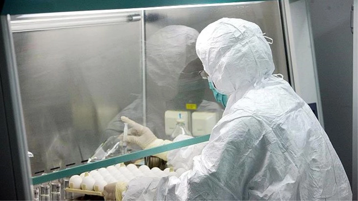 Koronavirüsün ardından Çin\'de şimdi de "Brusella bakterisi" salgını baş gösterdi