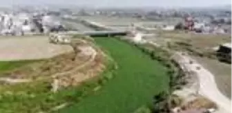 Su sümbülleri Asi Nehri'ni yeniden istila etti