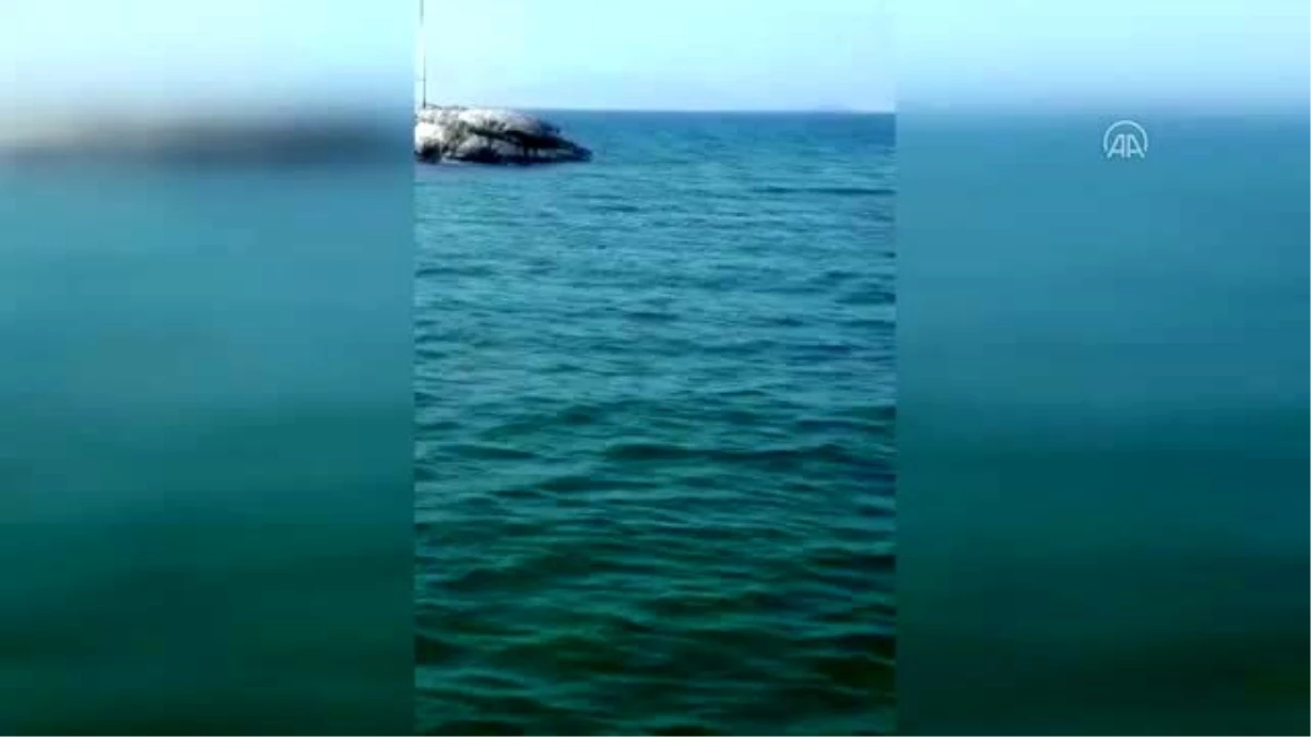 Bodrum\'da Akdeniz fokunun balık avladığı anlar görüntülendi