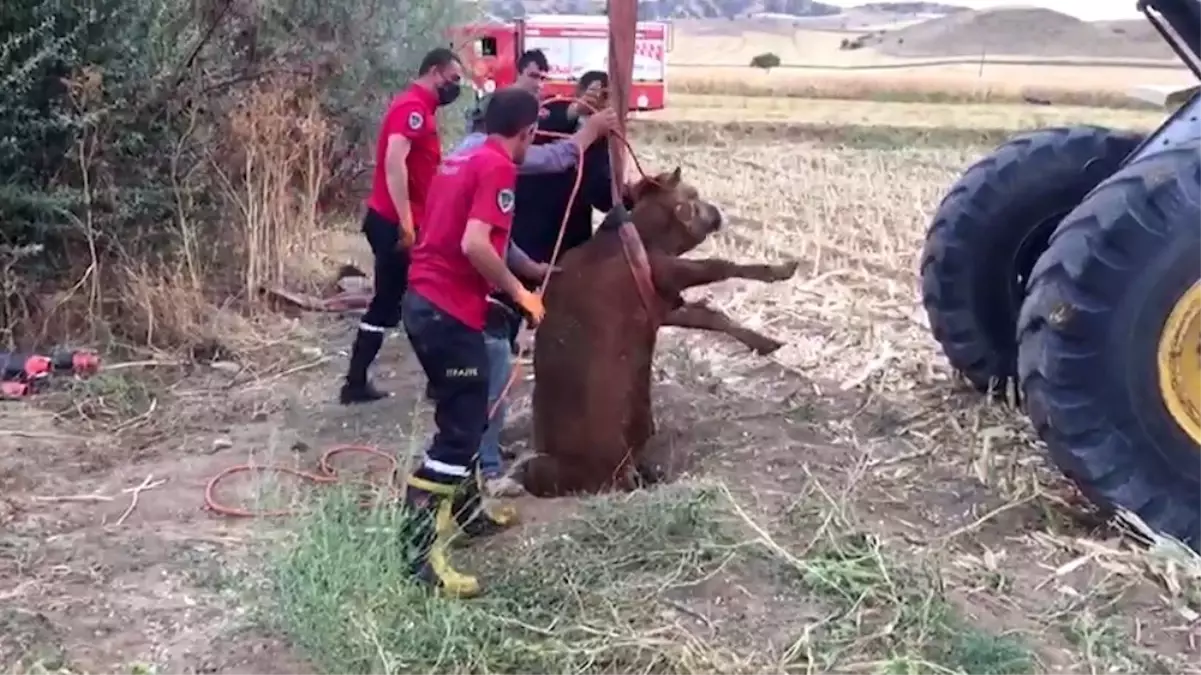 Son dakika haber: Kırıkkale\'de kuyuya düşen düve kepçeyle çıkarıldı