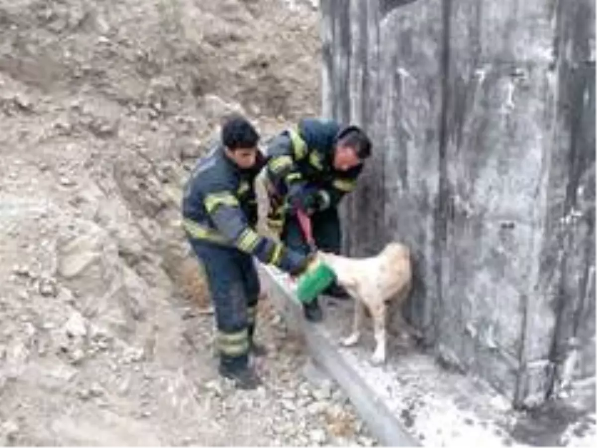 Konserve kutusuna kafası sıkışan köpek kurtarıldı