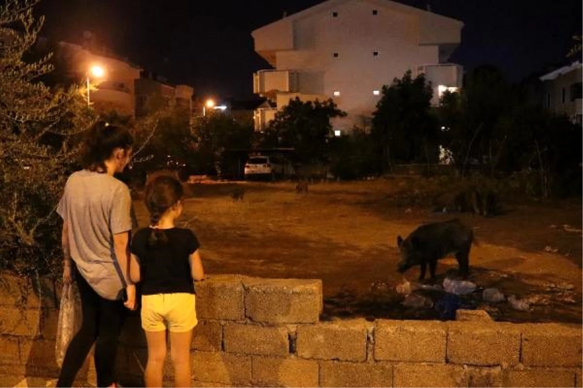 Marmaris\'e yine yaban domuzları indi, mahalleli besledi