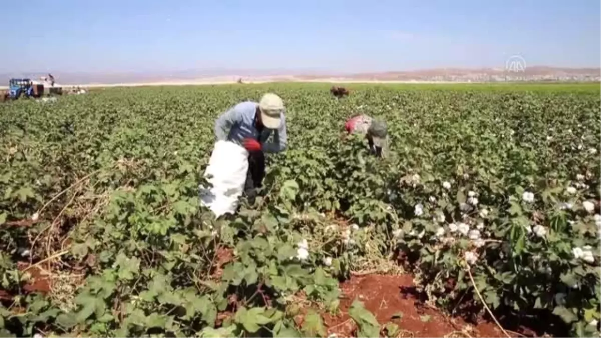 Sınırın sıfır noktasında pamuk hasadı başladı