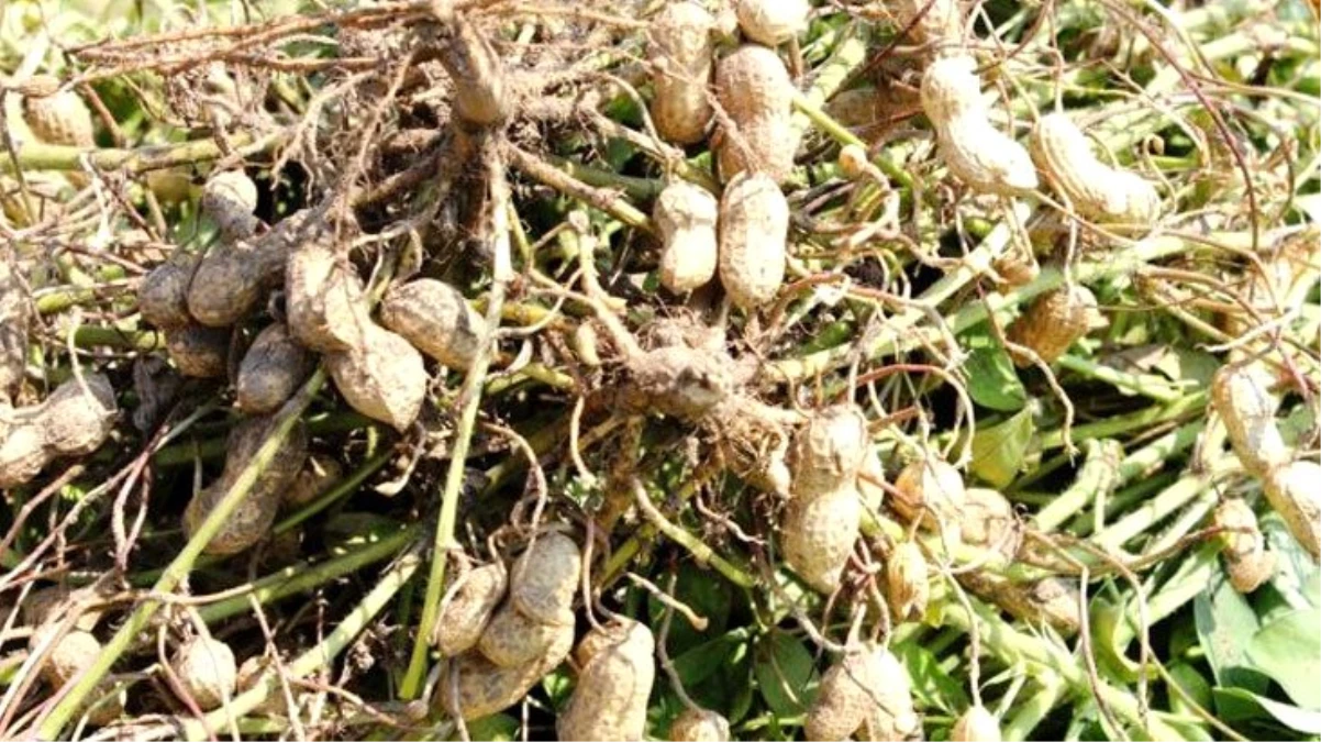 Yerli ve milli "Ayşehanım" yer fıstığı tohumu, piyasada kullanılan ABD menşeli tohumlara rakip olacak